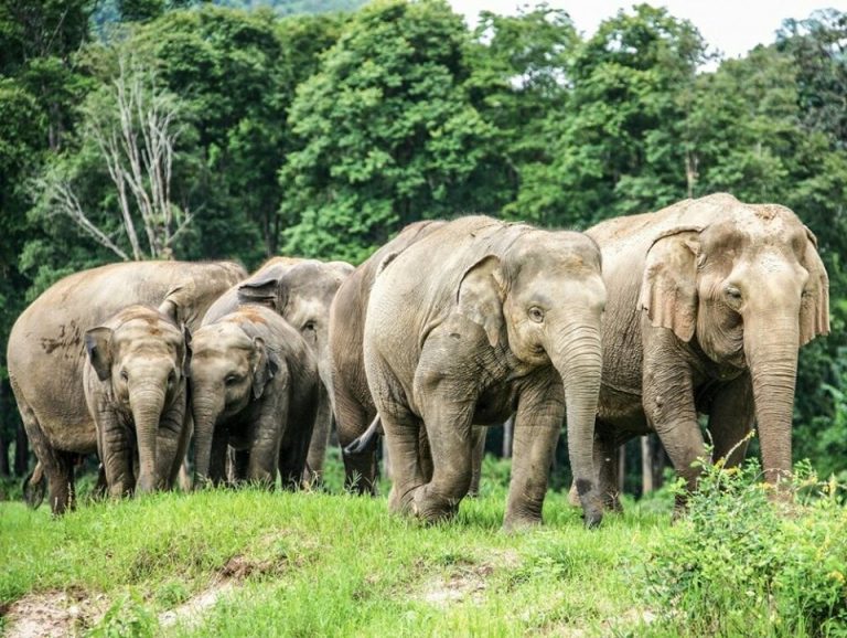 Chiang Mai Full-day Tour: Lisu Lodge/Elephant Nature Park by VIP Van