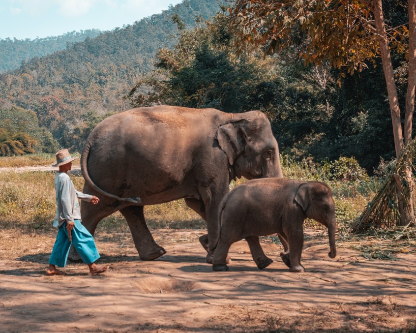 Chiang Mai Full-day Tour: Chiang Dao Elephant Camps/ Mae Wang / Khum Lanna by a VIP Van