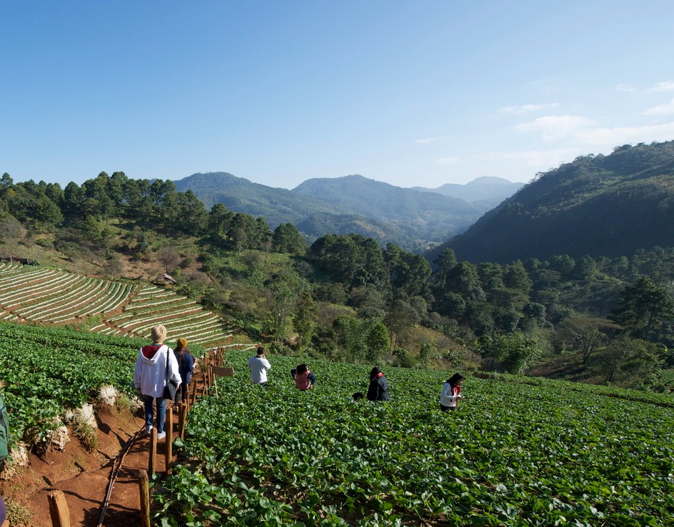 Chiang Mai Full-day Tour: Fang + Thaton by a VIP Van