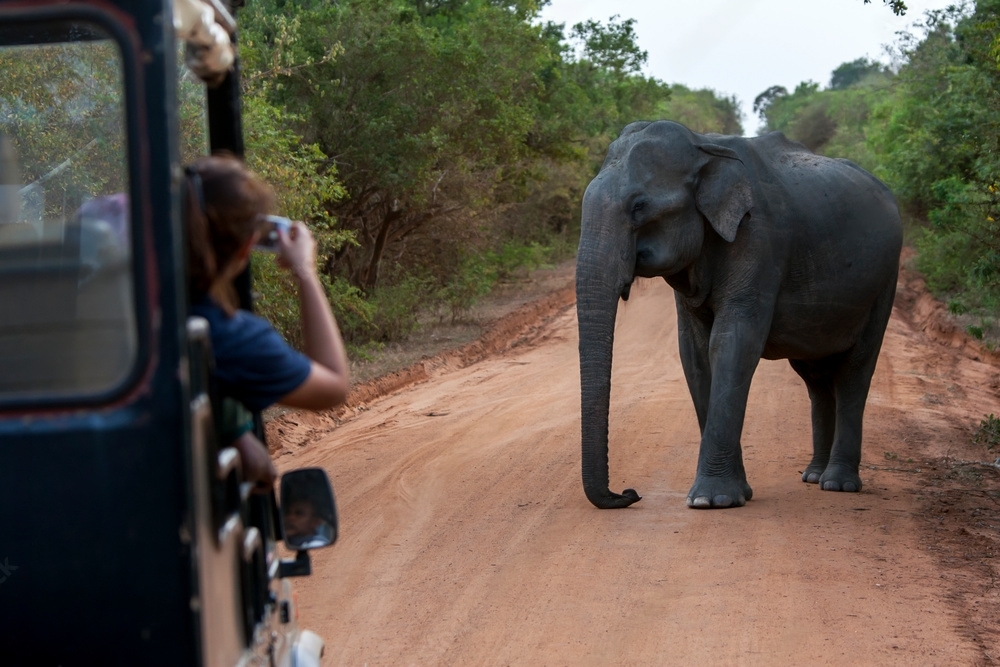 Ella to Yala Transfer by Van